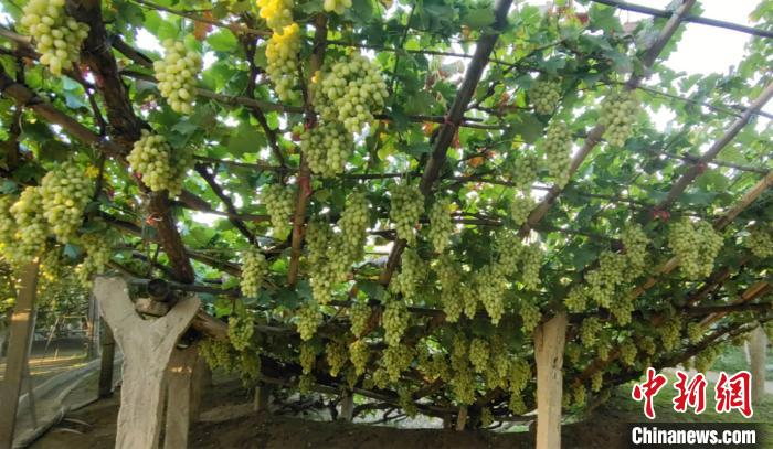 图为宣化种植牛奶葡萄的漏斗架。　杜伟华 摄