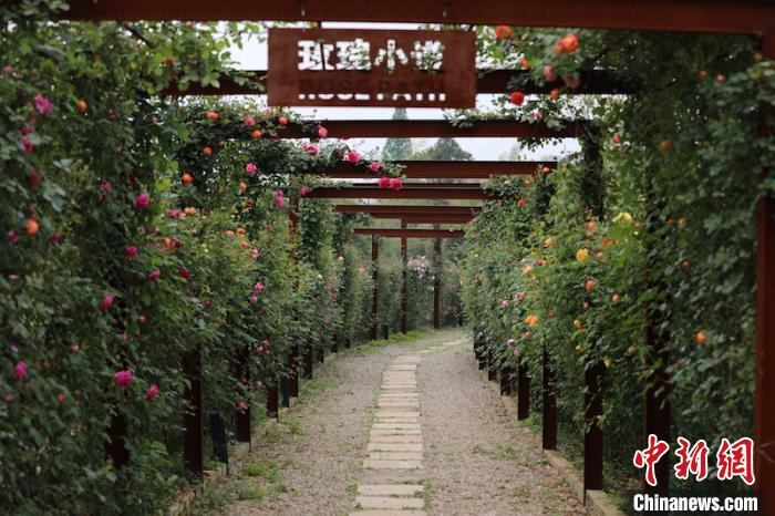 玫瑰庄园，风景如画埭溪镇提供