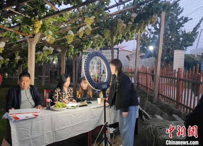 图为果农直播销售牛奶葡萄。　杜伟华 摄