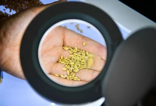 ▲在吉林市永吉县一拉溪镇九月丰家庭农场，工作人员在实验室中检测一批试种水稻的稻谷外观（8月12日摄）。新华社记者 许畅 摄