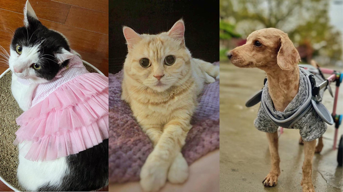 大福（左）、枪枪（中）、卷毛（右）