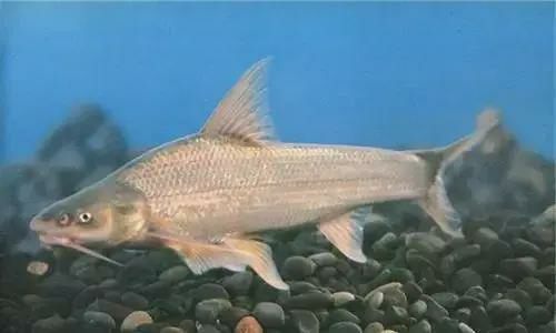 圆口铜鱼重庆市珍稀特有鱼类国家级自然保护区管理处供图