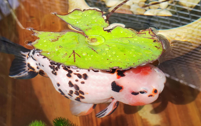 老北京有养金鱼的传统。新京报记者 王颖 摄