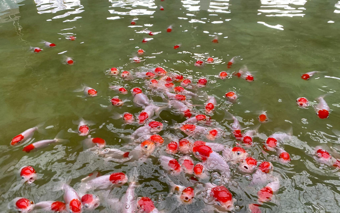 养殖场里的金鱼。新京报记者 李傲 摄