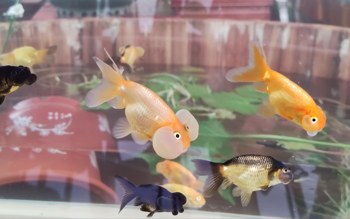 北京宫廷金鱼何处觅。新京报记者 王巍 摄