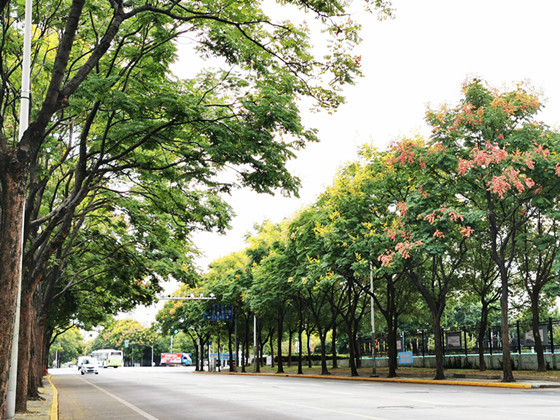 图说：绥德路林荫道。普陀区社区绿化管理所供图