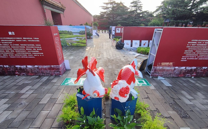 今年的宫廷金鱼展。新京报记者 王巍 摄