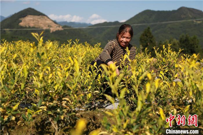 达州民众采摘茶叶。　张磊 摄