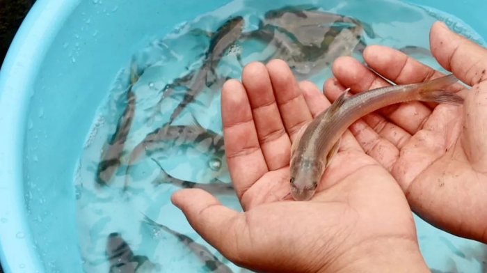 放流的圆口铜鱼苗种按照一定比例进行了微金属线码（CWT）和可见植入荧光（VIE）标记。龚浩月 摄