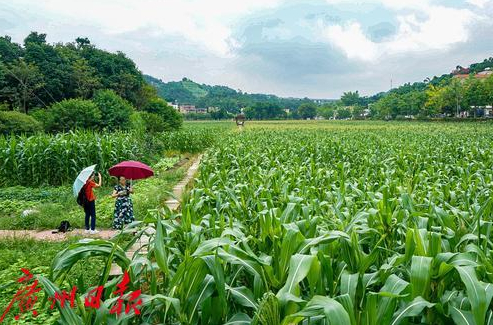 花都芙蓉嶂 图源广州日报