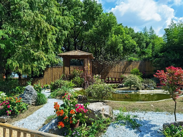 图说：2020上海植物园秋季花展今天开幕  采访对象供图（下同）