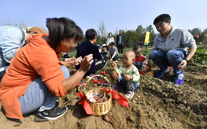 小朋友在家长的带领下在地里挖红薯。摄影/新京报记者 吴宁