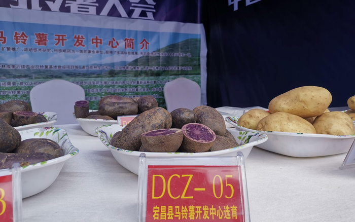 俗称“黑美人”的紫色马铃薯。新京报记者 周怀宗 摄