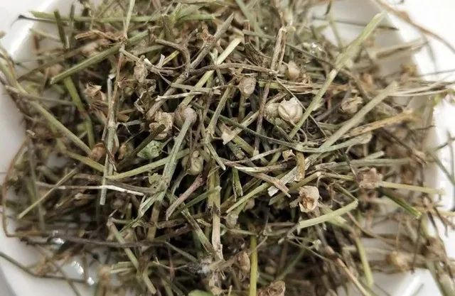 认识中草药：告诉你民间良药“白花蛇舌草”的妙用！