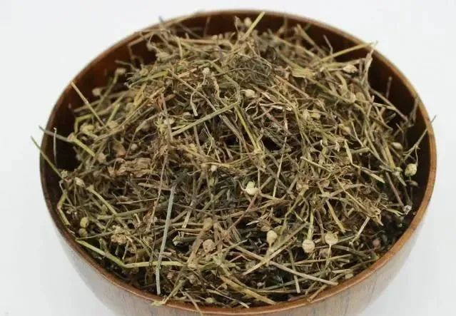 认识中草药：告诉你民间良药“白花蛇舌草”的妙用！