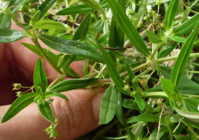认识中草药：告诉你民间良药“白花蛇舌草”的妙用！