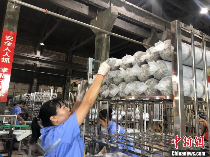 资料图，图为香菇厂的工作人员整理菌棒 梁婷 摄