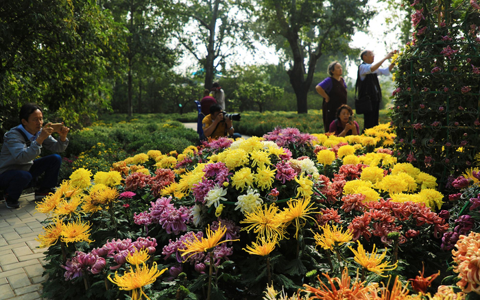 菊花花海。北京植物园供图