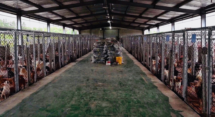 浦东的养狗基地，智祥租了四个大棚作为犬舍，此为其中一个内景