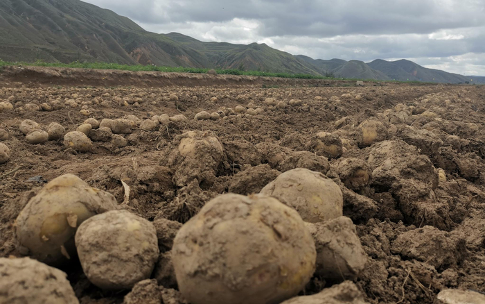 定西土豆迎来收获季。新京报记者 周怀宗 摄