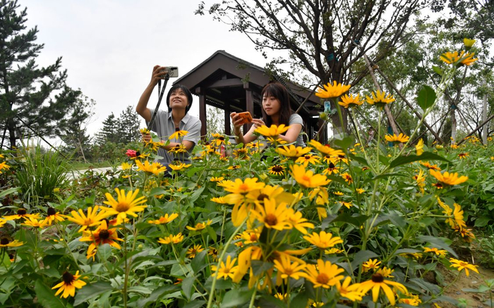 成片花海散落在绿心园中各个角落。新京报记者 吴宁 摄