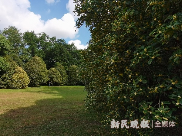 图说：桂花已开