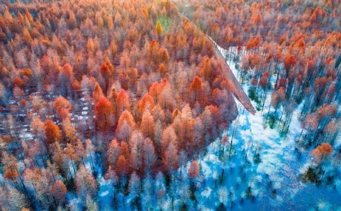 落羽杉湿地公园  图源：诗意宣城