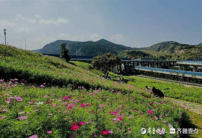 济南龙鼎大道格桑花图片