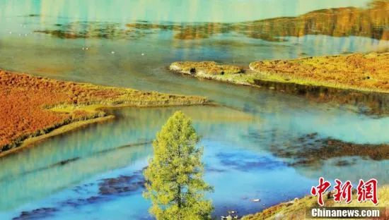 新疆喀纳斯。 阿尔达克 摄