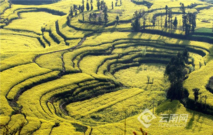 罗平万亩油菜花风景。张彤 摄