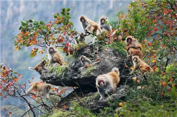 小三峡猕猴  图：巫山县委宣传部