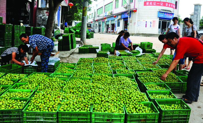 巫山脆李产业  图：巫山县委宣传部