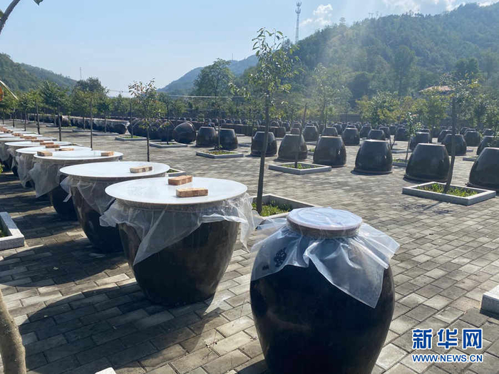 　　柿子醋古法酿造场上的一排排醋缸。 新华网 吴咏玲摄