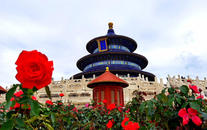 天坛月季。北京市公园管理中心供图