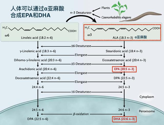 不吃三文鱼也能获得的Omega3来源