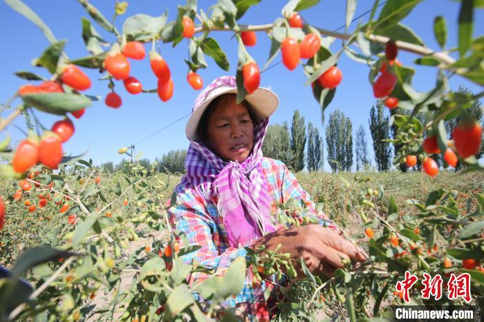 图为精河县民众采摘枸杞。　安晓龙 摄