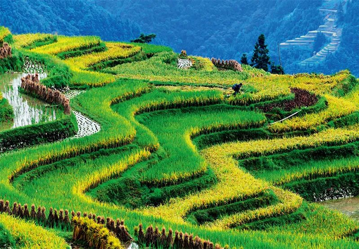 ▲ 9月19日，贵州省从江县加榜乡加车村的农民在收割稻谷。杨文斌摄