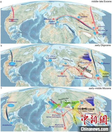 沟齿兽类在全球的演化扩散，及其古地理，古气候以及构造等控制因素。王世骐 供图