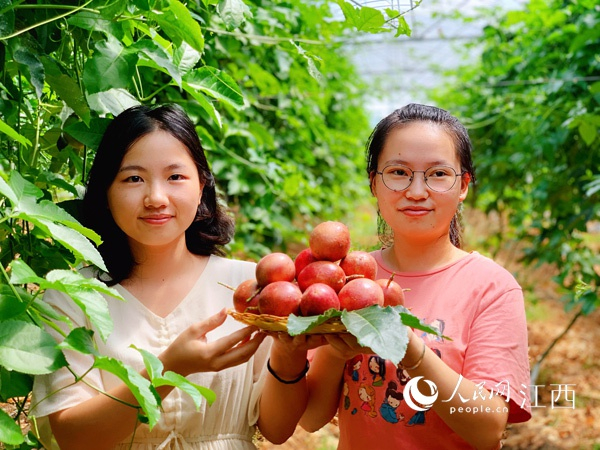 高布村大学生暑期实践生在基地采摘百香果。刘长城摄