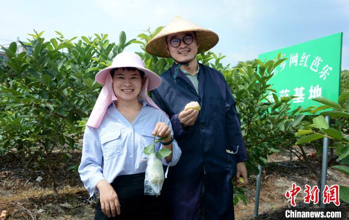 看到今年的芭乐品质有保障，陈晓冬夫妻俩展开笑颜。　龚雯 摄