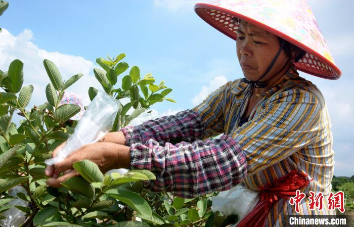 院前村村民陈友青在陈晓冬的芭乐基地工作。　龚雯 摄