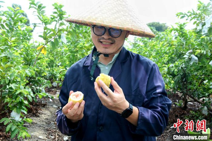 今年的第一批芭乐成熟，李向锋掰开刚摘下的芭乐品尝，期待有个好收成。　龚雯 摄