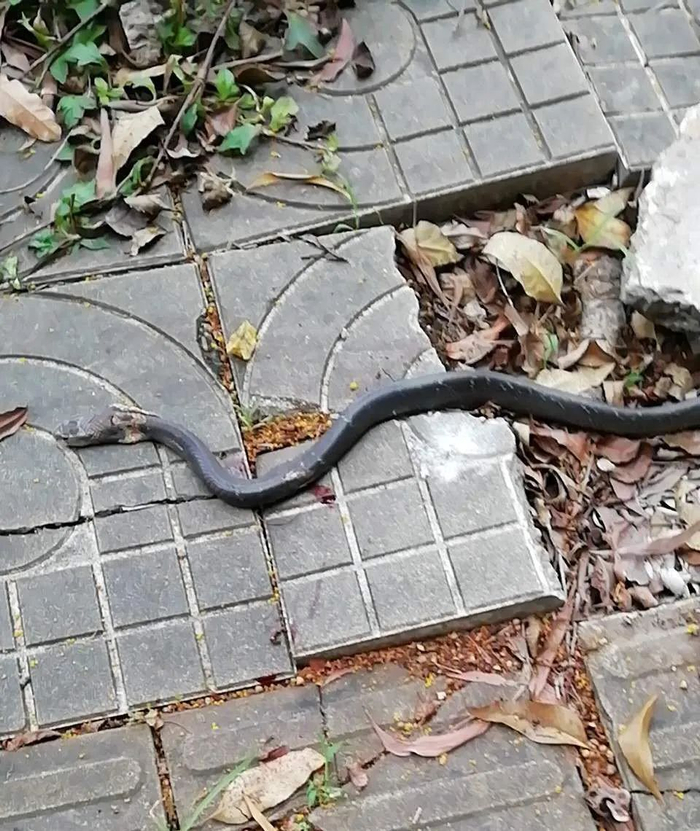 文化公园发现的眼镜蛇