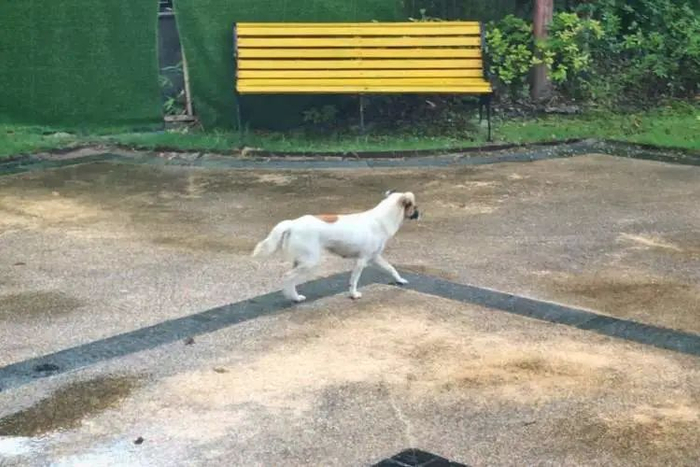 △事发后，依然有未戴狗链的狗在小区内散步