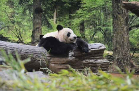 ▲ 熊猫“真真”（朝日新闻）