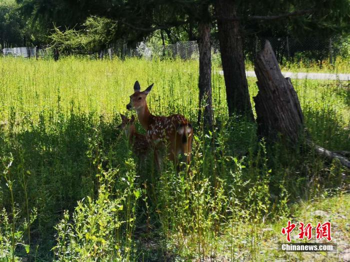  鹿村里的梅花鹿。 郎朗 摄 