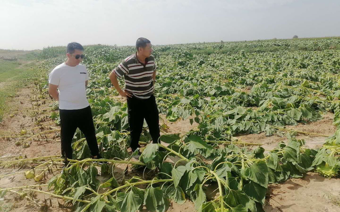 被大风吹倒的大面积葵花作物。受访者供图