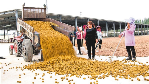 种植户在新疆核桃（叶城）批发交易市场交售核桃。 （资料图片）
