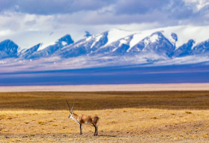 可可西里。资料图，图源：摄图网
