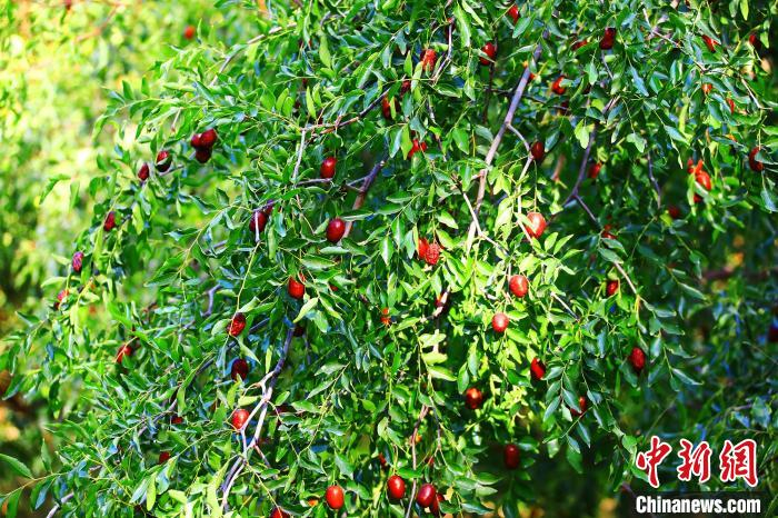 托克逊县的红枣具有皮薄、肉厚、核小、含糖量较高和易存放等特点。　胡国凯 摄